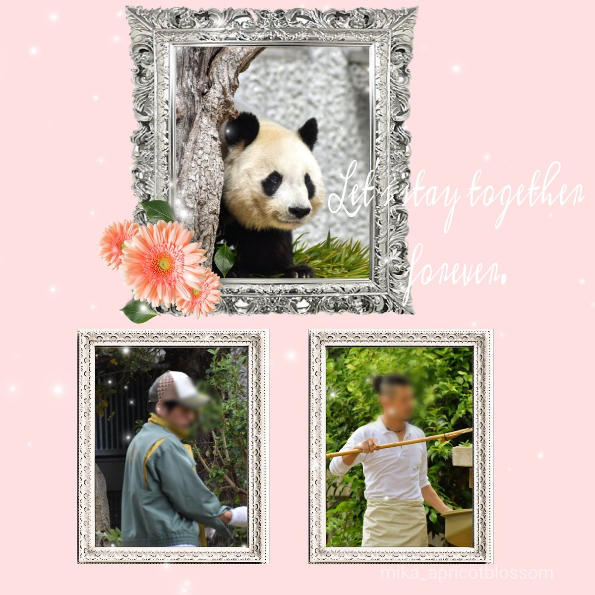 m_a_blossom's tweet image. ずっと一緒がいいね
※飼育員のお二人はお顔公開されていますが個人アカウントで勝手に出していいものではないと判断し加工しています
#たんたんさん生誕祭