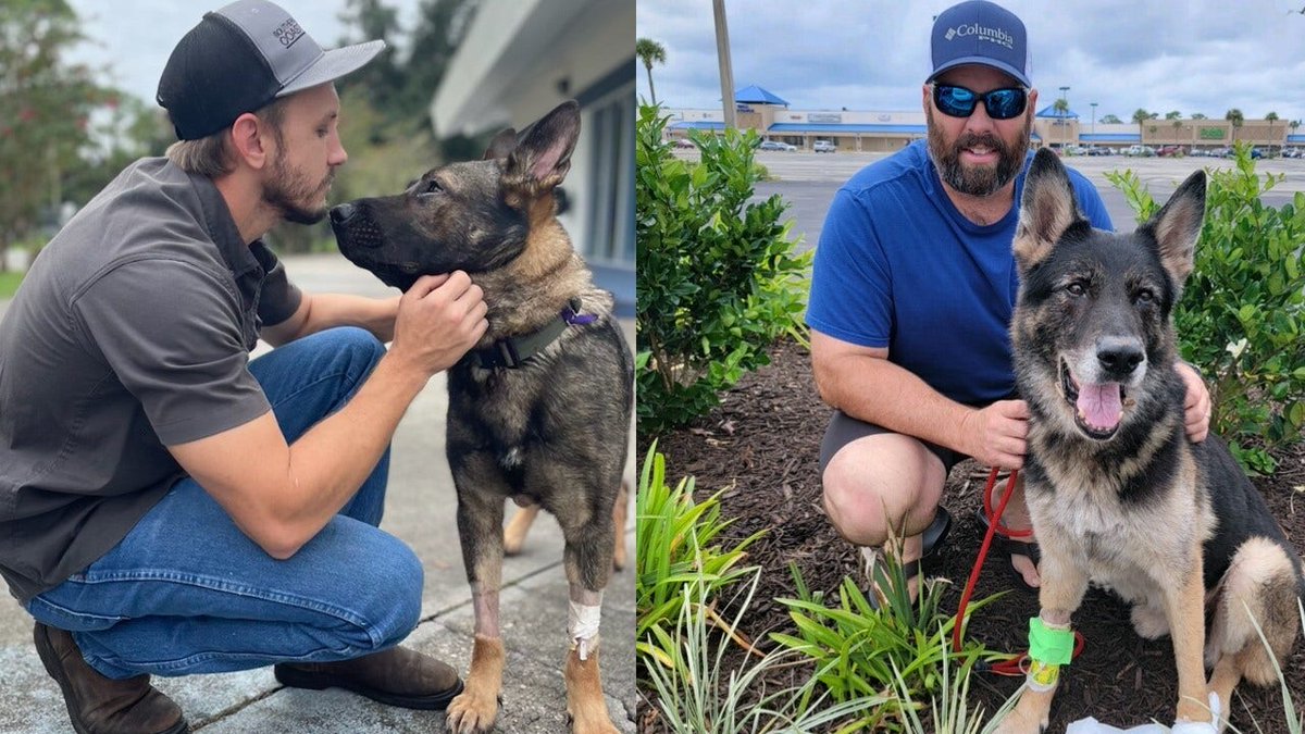 2 K-9 deputies recovering after being shot by carjacking suspect fox2detroit.com/news/2-k-9-dep…