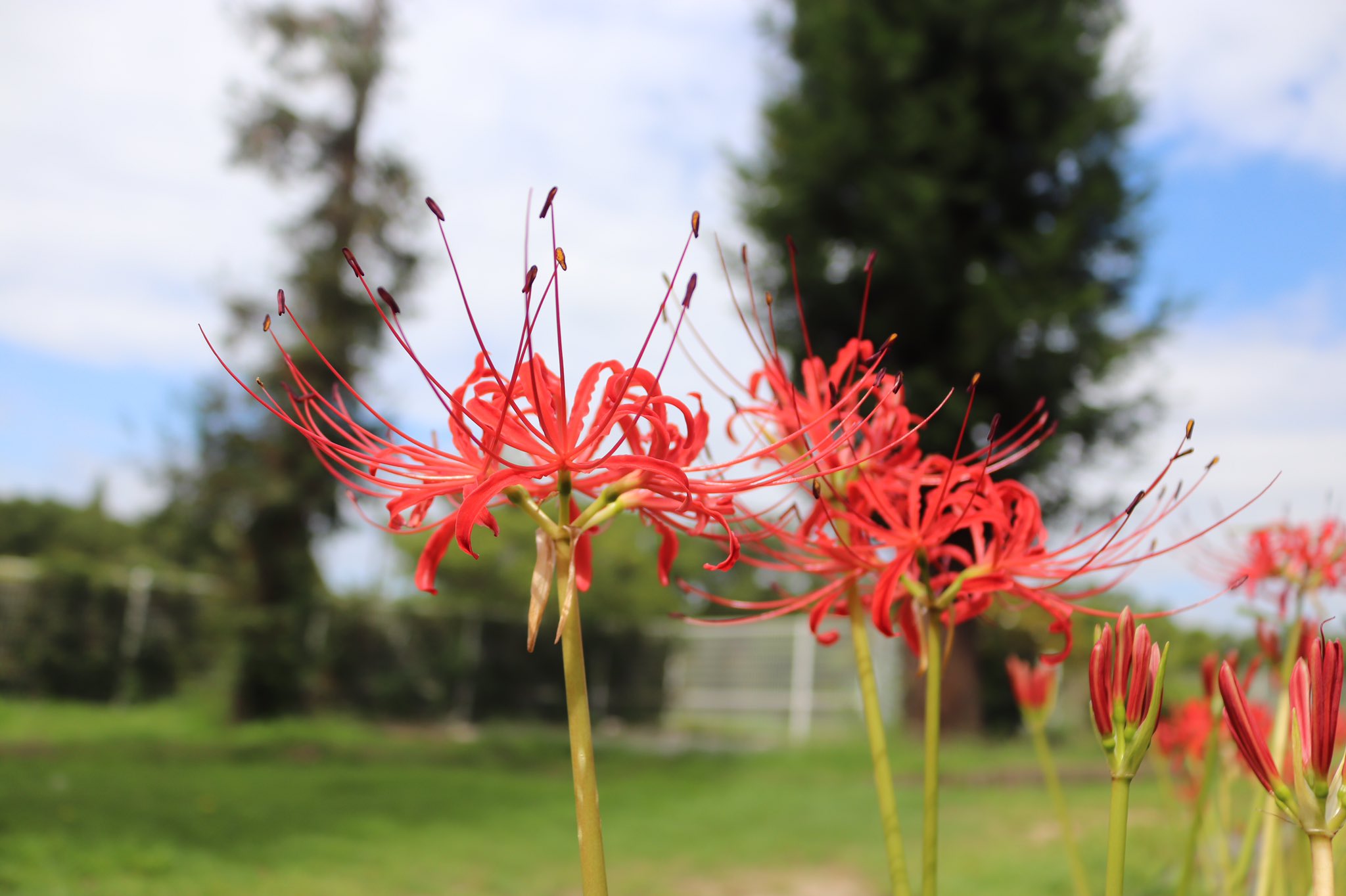 キュノスーラ Rt Sakuyaismu 役立つ植物広場では 彼岸花 が開花中 今では日本各地で見られます 秋のお彼岸の時期に咲き毒を持つことから不吉なイメージを持たれますが 曼殊沙華とも呼ばれ仏教では めでたいことが起きるという意味があるそうです 虫