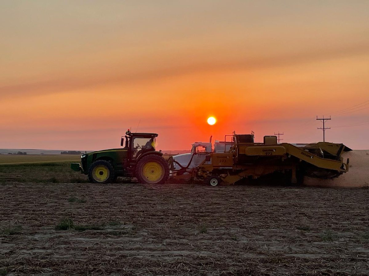 How many rows of #potatoes do you #harvest in one pass? #harvest21 #Farmers #agriculture #manufacturing #windrowers #harvesters