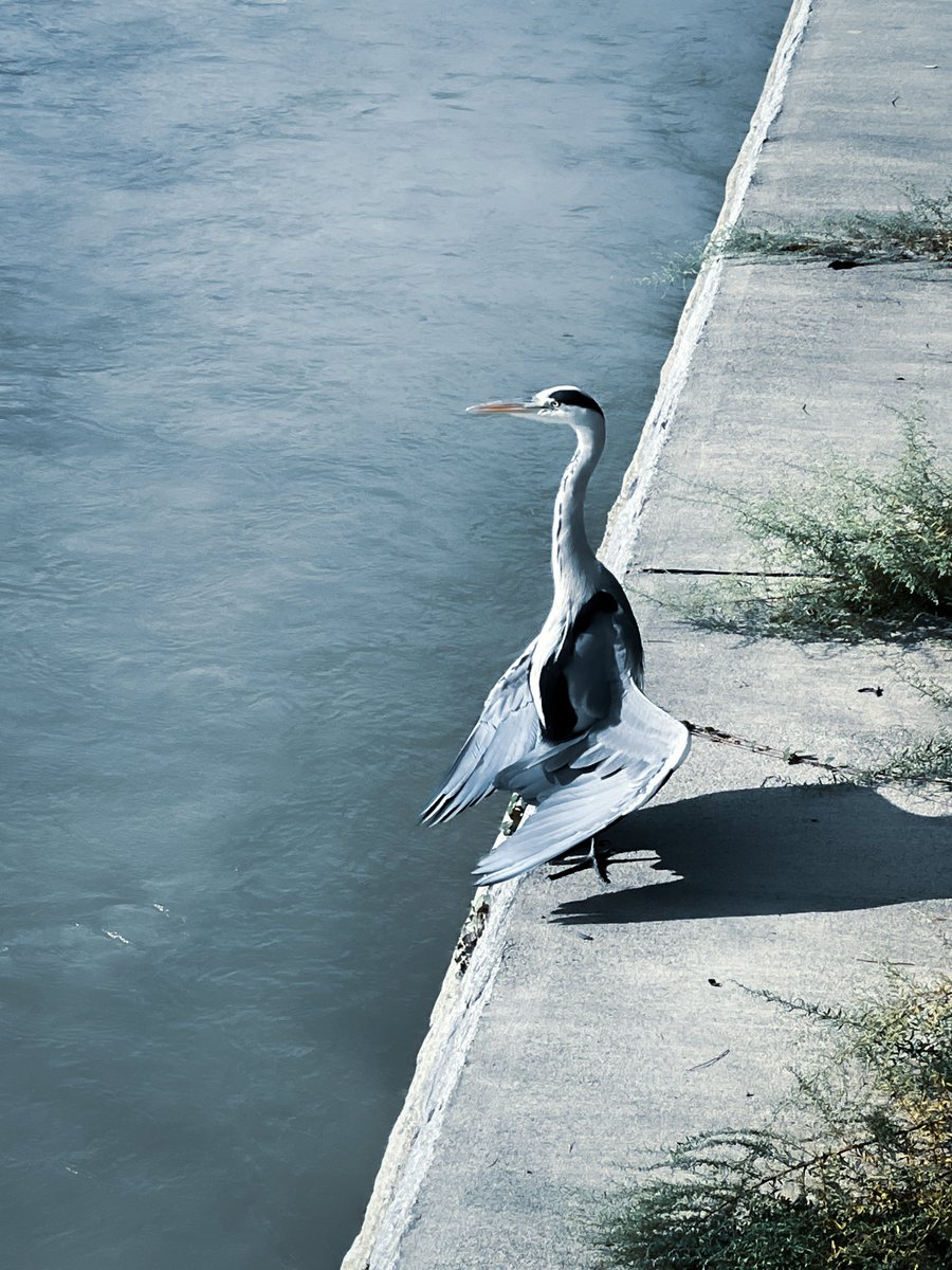 やなぎ行李 無心の立姿ですね 武士のような舞手のような 美しい瞬間をありがとうございます