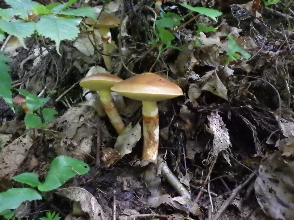 スーさん ラクヨウ さわもだし あみっこ ハナイグチ ナラタケ アミタケ 秋田 きのこ きのこ狩り T Co Hwxtxdbgu2 Twitter