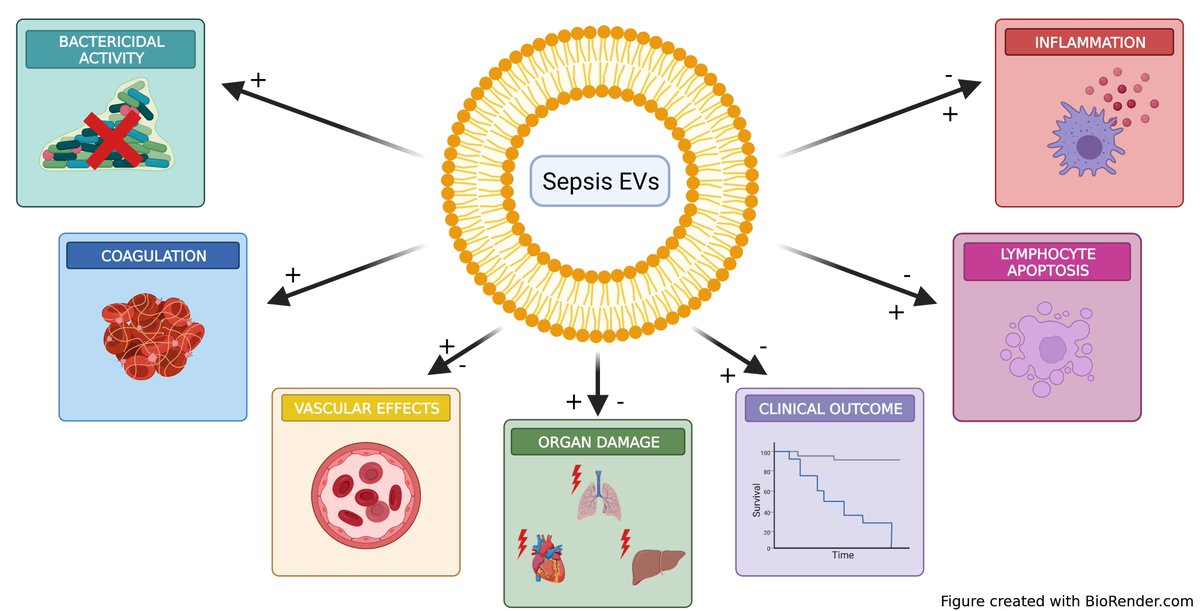 Prof. Roosmarijn E. Vandenbroucke et al. summarized the current knowledge of #EV sources and functions during #sepsis pathology based on in vitro and mouse models, as well as patient samples. 

#ExtracellularVesicles  #Inflammation 

📄View Full-Text Via:
mdpi.com/1424-8247/14/8…