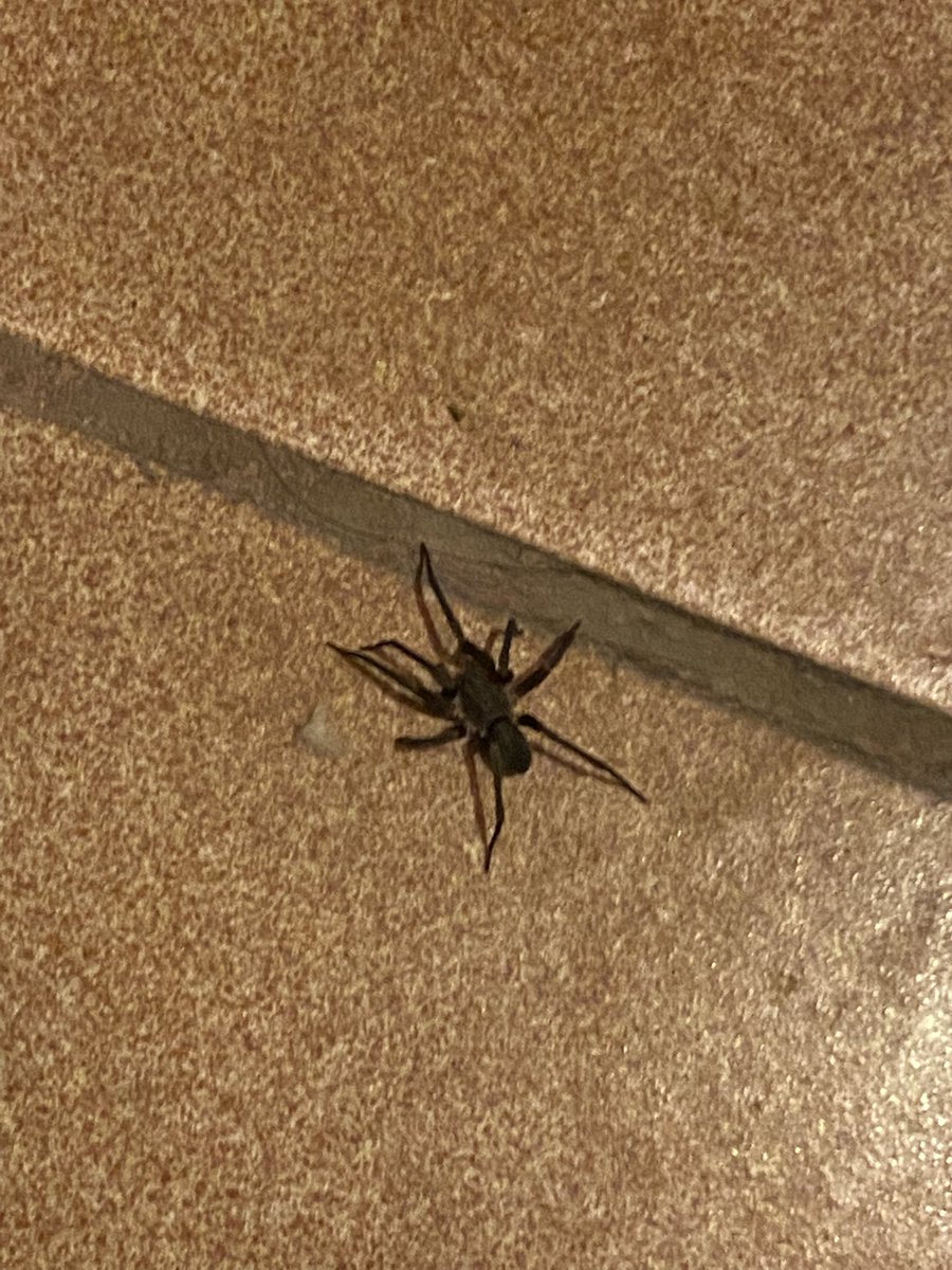 gramir83's tweet photo. @Arachno_Cosas hola! Encontré esta chulada al sur de la CDMX, la reubícamos a un lugar seguro☺️ podrías decirme que tipo de araña es? https://t.co/iOv02tRjS2