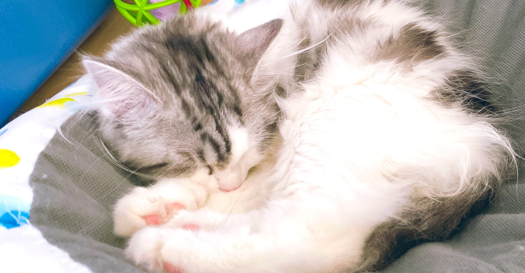 灯さかす ねこ休み展 ロフトpopbox 猫様と暮らし始めて変わったこと 朝型人間になった 細かい所も掃除するようになった 猫飼いさんに勝手に仲間意識 めっちゃ喋るようになった めっちゃ笑うようになった 仕事ができない かまってアピール断れない
