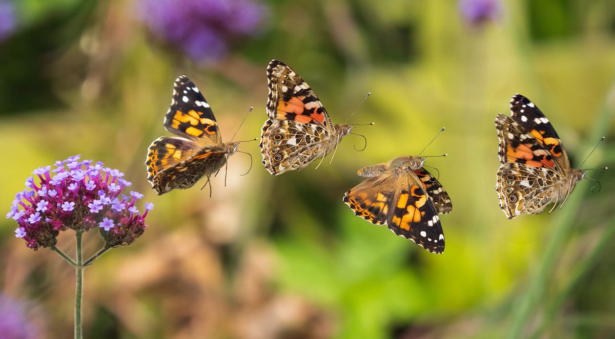 So honoured to have my painted lady flight sequence shortlisted for <a href="/CUPOTYawards/">Close-up Photographer of the Year</a> Close Up Photographer of the Year and well done to all the other v talented shortlistees! <a href="/OlympusUK/">OM Digital Solutions</a> @getolympus @BC_WestMids <a href="/savebutterflies/">Butterfly Conservation 🦋</a> <a href="/MiradorDesign/">Sarah Longes 🇺🇦</a> <a href="/patrick_barkham/">Patrick Barkham</a> <a href="/martinswarren/">Martin Warren</a>