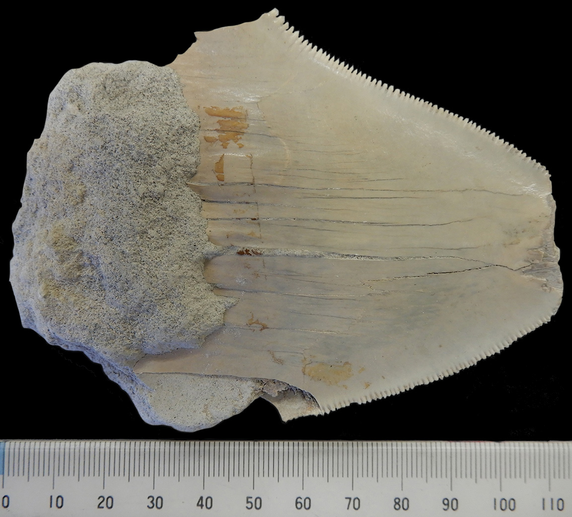 収蔵化石紹介 メガロドンの歯化石】 産地：日立市石名坂町 6号国道