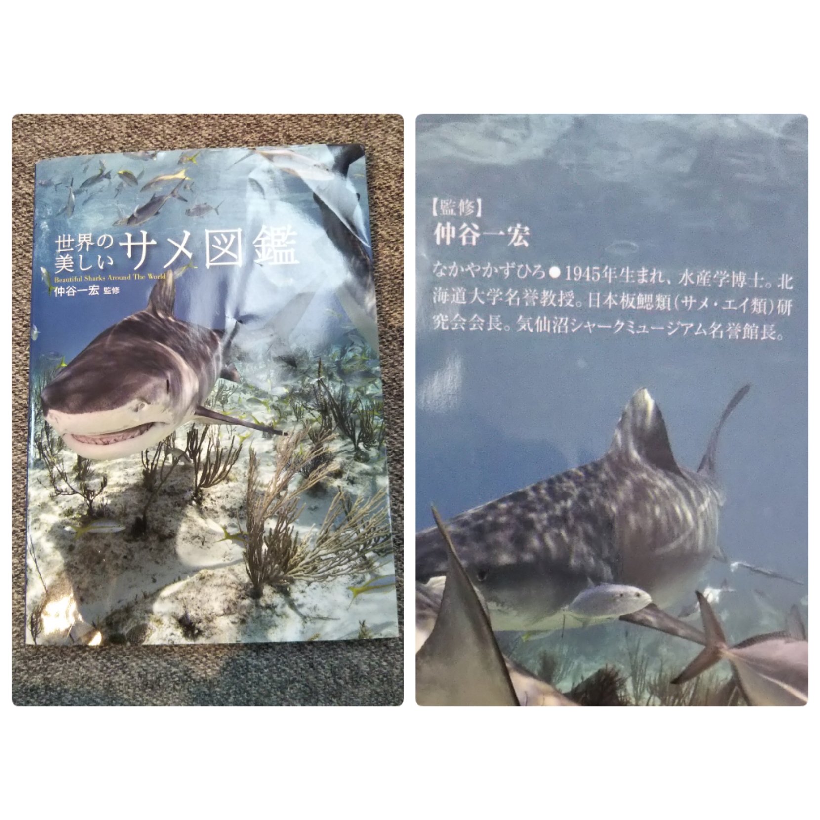 ちゃこ さめの判別 自分でやったら と 息子が貸してくれた本の中に 気仙沼シャークミュージアムの名誉館長さん監修の本があって ちょっと笑った 世界の美しいサメ図鑑 気仙沼シャークミュージアム 俺たちの菅波 T Co Mf8qakrjgp Twitter