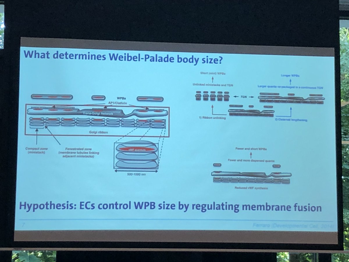 heleenvanommen's tweet photo. Interesting talk about exocytosis of Weibel Palade bodies by Dr Ruben Bierings on the NVTH symposium #nvth https://t.co/7ZUL4X2JMe