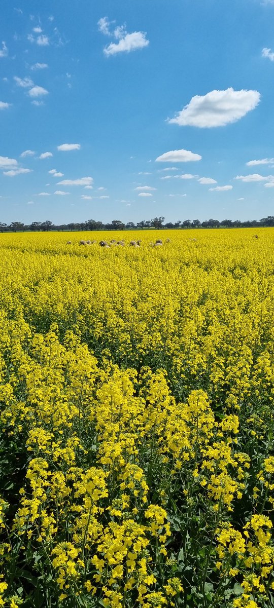 Arapiles plains tweet media