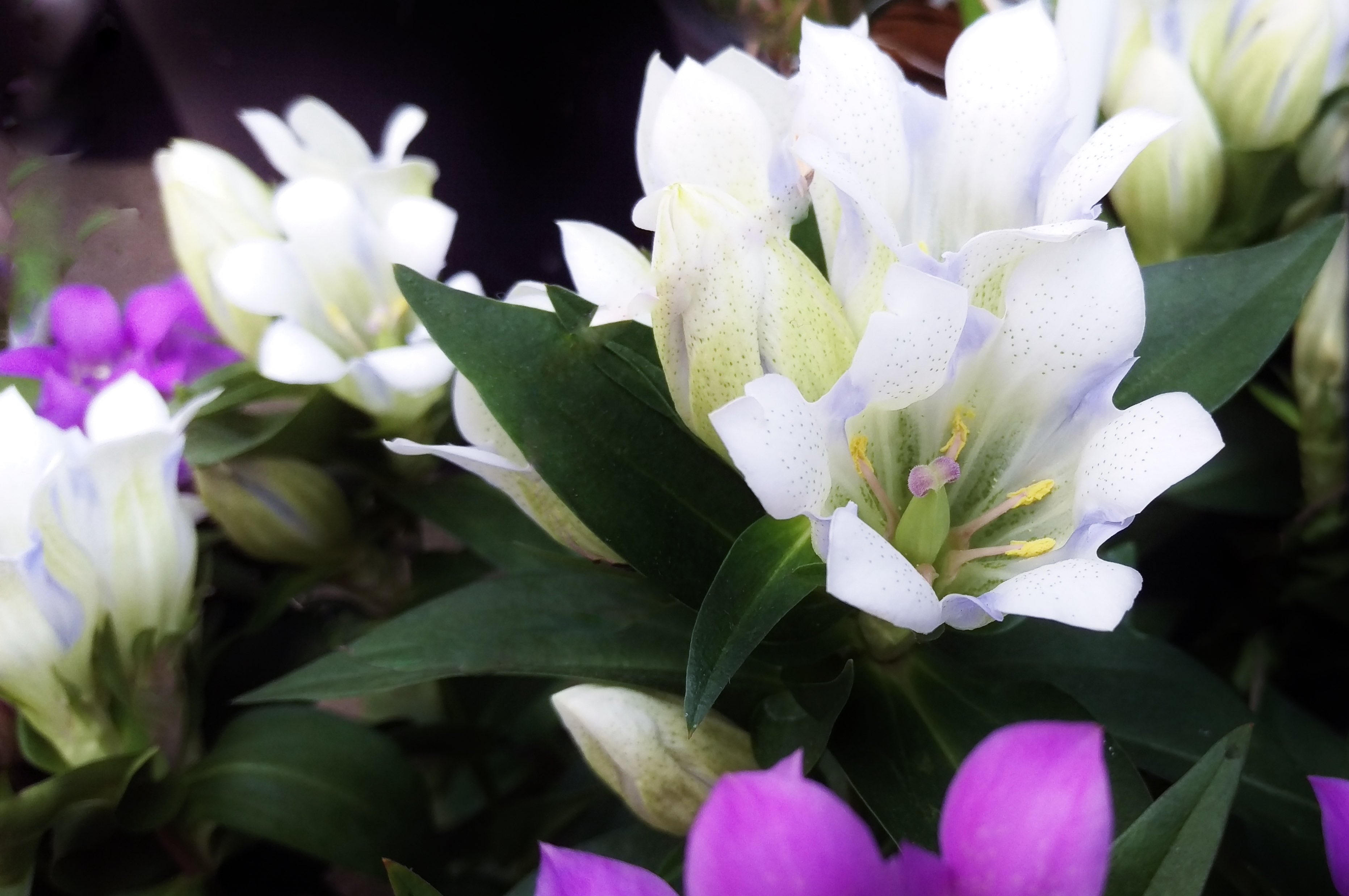 花 今日の誕生花 リンドウ リンドウ科 リンドウ属 別名 疫病草 えやみぐさ 花色 青 紫 白 ピンク 花言葉 誠実 正義 勝利 根に薬用あり 鎌倉市の花はリンドウで 市章にも使われている 12時 ﾘﾝﾄﾞｳ ﾅｴ Tlを花でいっぱいにしよう