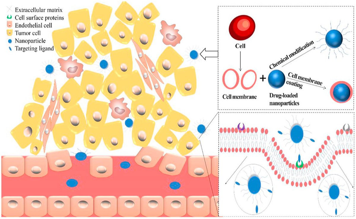 ActaPharmSinB's tweet image. Review🎀Influencing factors and strategies of enhancing #nanoparticles into #tumors in vivo. Specially modified NPs reach around the tumor via the #BloodSystem, interacting with tumor cells after passing through #capillary wall &amp;amp; dense tumor stroma. 
sciencedirect.com/science/articl…