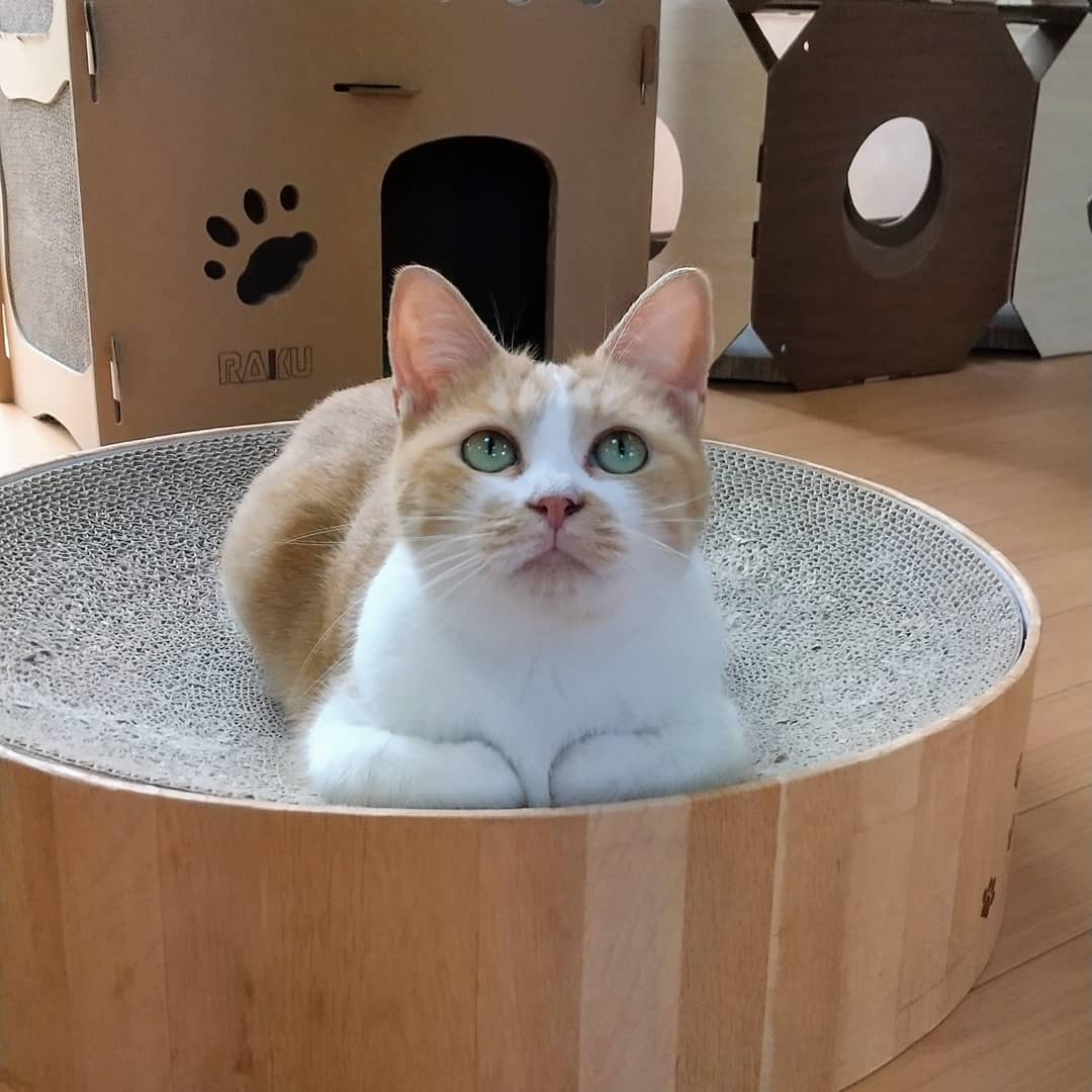 富山県里親募集 Hashtag On Twitter