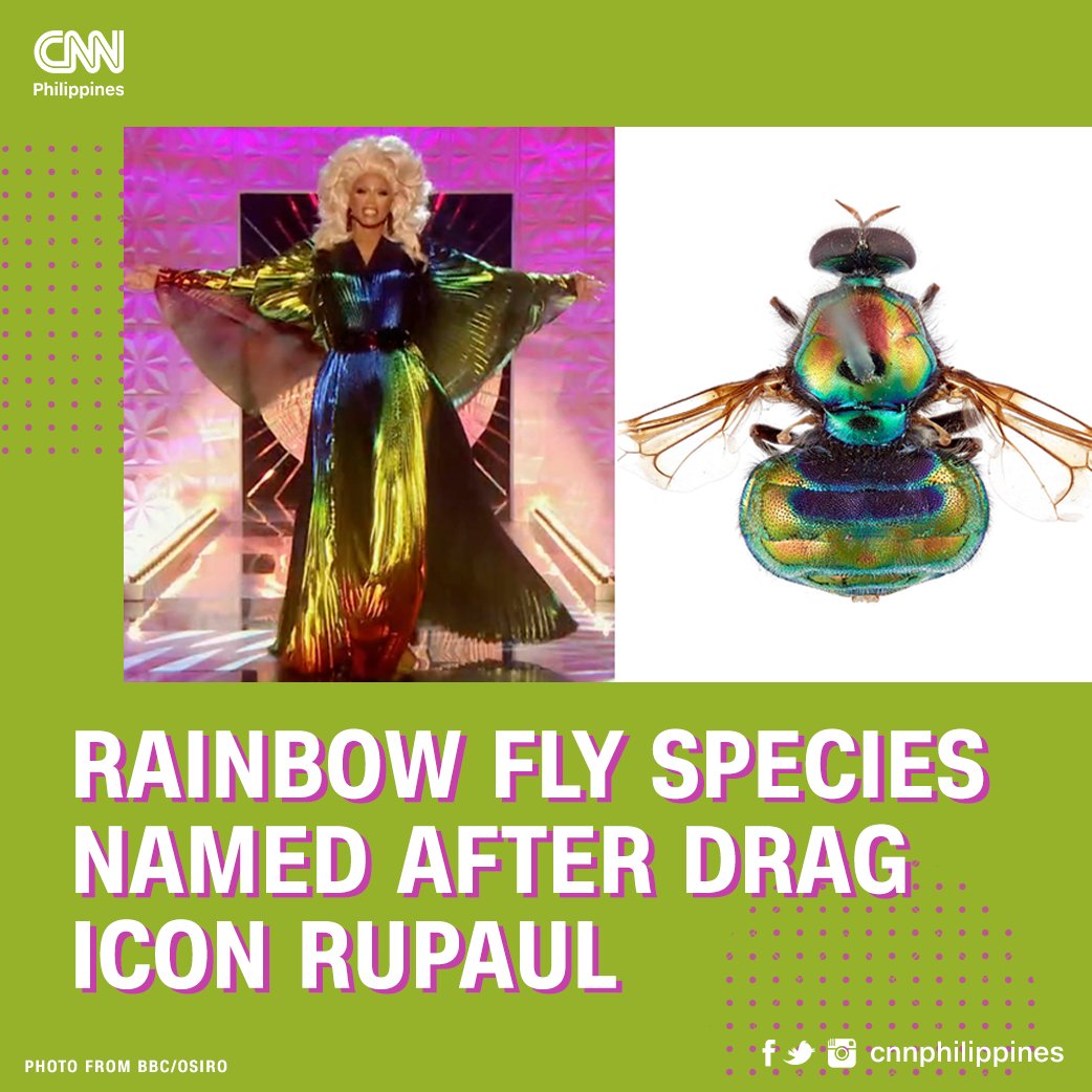 'naming the soldier fly after an LGBTQ+ icon like @RuPaul will let young LGBTQ+ people know that there are other gay scientists out there and that there is a place for them in the world of science'. Thanks @_hannahryan! #lgbtstem 🌈🪰 @CNNPhiIIipines cnn.it/3keEsAf