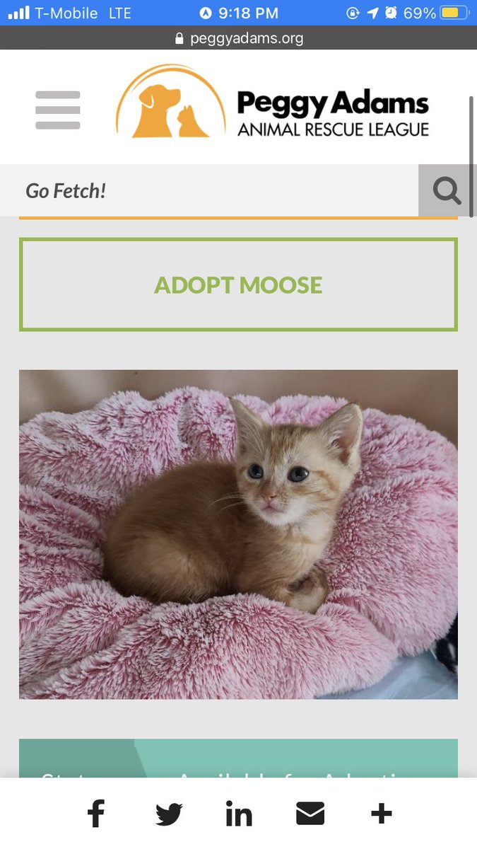 GraceThoenen's tweet photo. 5 likes and I buy moose https://t.co/SRnH74obvN