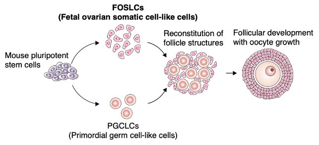 Stem Cell Foundation tweet media