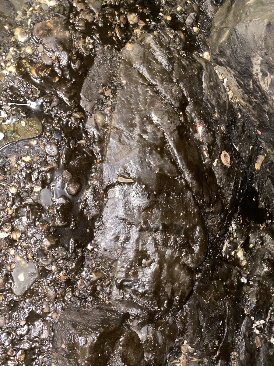 Pugdandee's tweet image. Went to Bandstand last night. So disheartened to see the state of the shore. The rocks I loved tidepooling on are all covered in oil. 

#MumbaiOilSpill