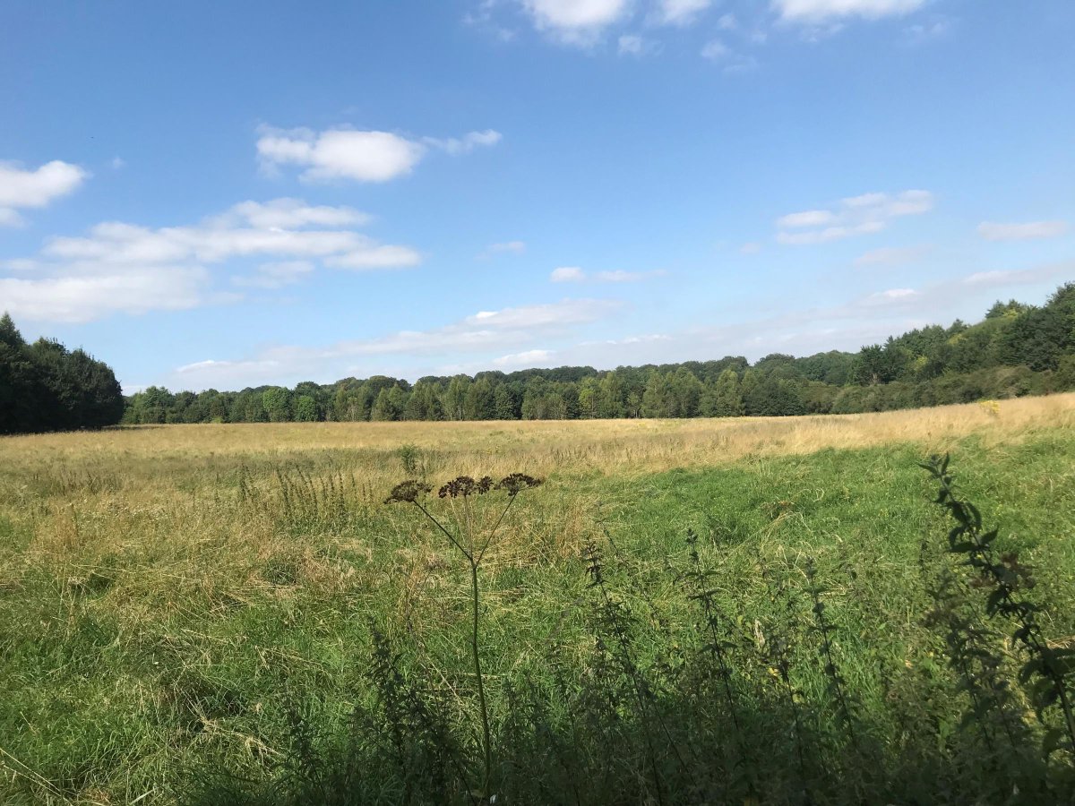 Nature reserve at Sir John Moore Barracks, near Winchester? bit.ly/3CdwA8b
