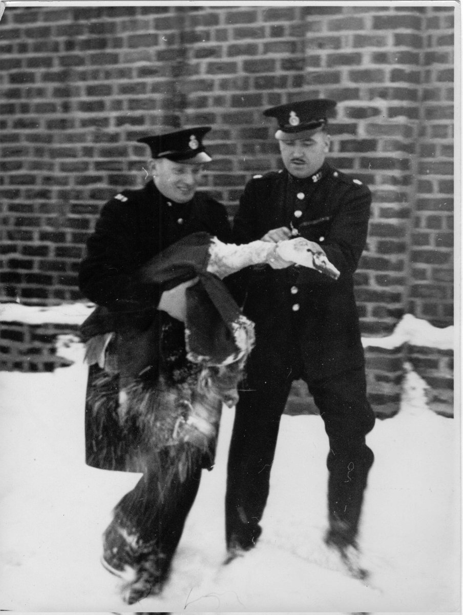Lambrettakid's tweet photo. @gmpolice Bolton Borough Police officers Geoff Lace &amp; Joe Rushton rescuing a swan somewhere in Bolton circa 1950s. https://t.co/7RKv6GnFGo