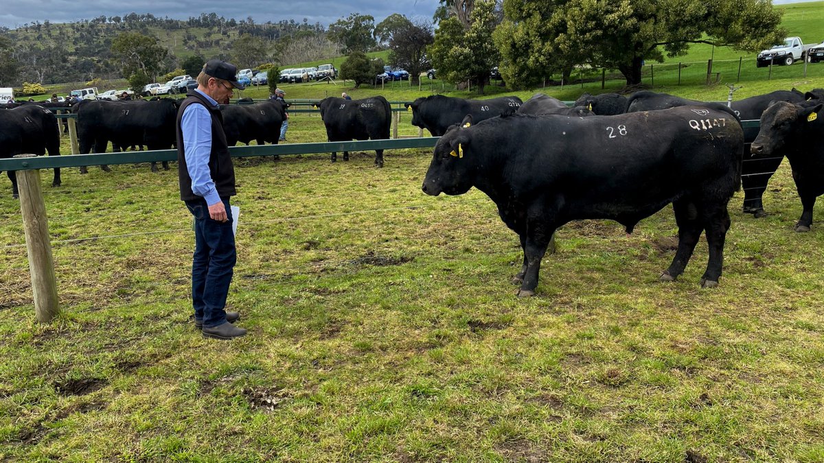 UMSeeds's tweet photo. Congratulations to the team from @LandfallAngus for a successful day at their Spring Bull Sale earlier this week. UMS Director Stewart Sutherland (pictured) &amp; Production Manager Josh Molendyk were in attendance to show their support to the 5th generation #cattle breeders. #tasag https://t.co/x2oM7MN8tI
