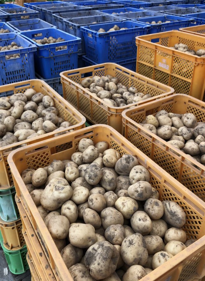 SHELLMANIA_DOD's tweet photo. 採れたてのじゃがいもで作った🥔ポテサラ
神に作って頂き皆で美味しく頂きました
PIGGSのみなさんも夜食べてましたね🥰
ごちそうさまでした👊❣️

#KABASキッチン
#goddaddy
#農家に感謝
#事実を積み重ねることが必ずしも真実に結びつくとは限らない https://t.co/Kn35lRPHOA