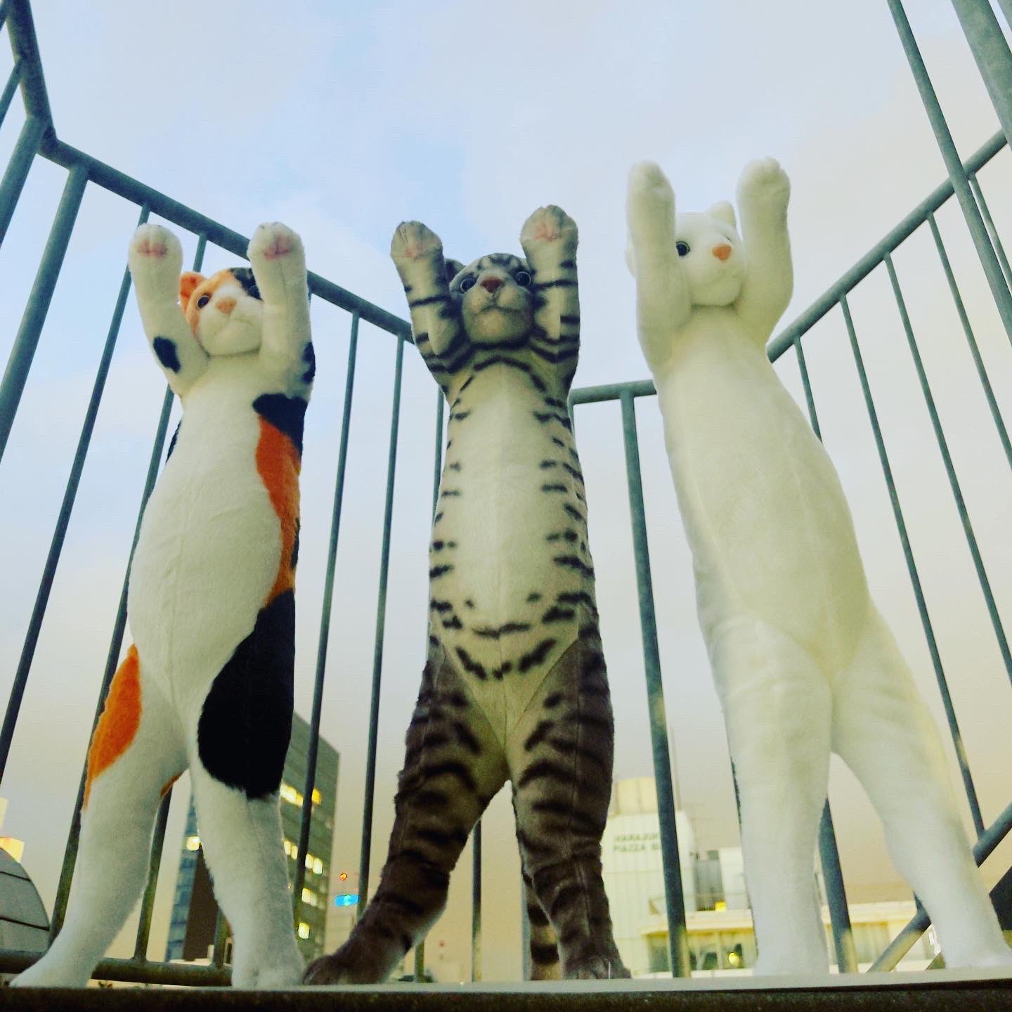 たっちぃZOO にゃんこ 自立ぬいぐるみ たっちぃZoo にゃんこ エキゾチック 猫のぬいぐるみ : ソプラノ