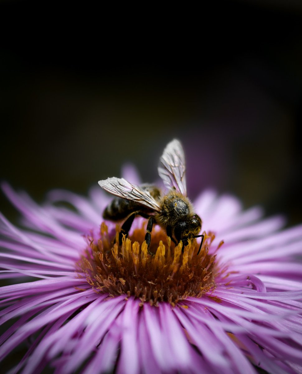 PhilippasPhotos's tweet photo. I think this is my favourite macro that I've taken recently. The lighting was really low so I wasn't expecting this kind of clarity https://t.co/Uxg4JCgkX9