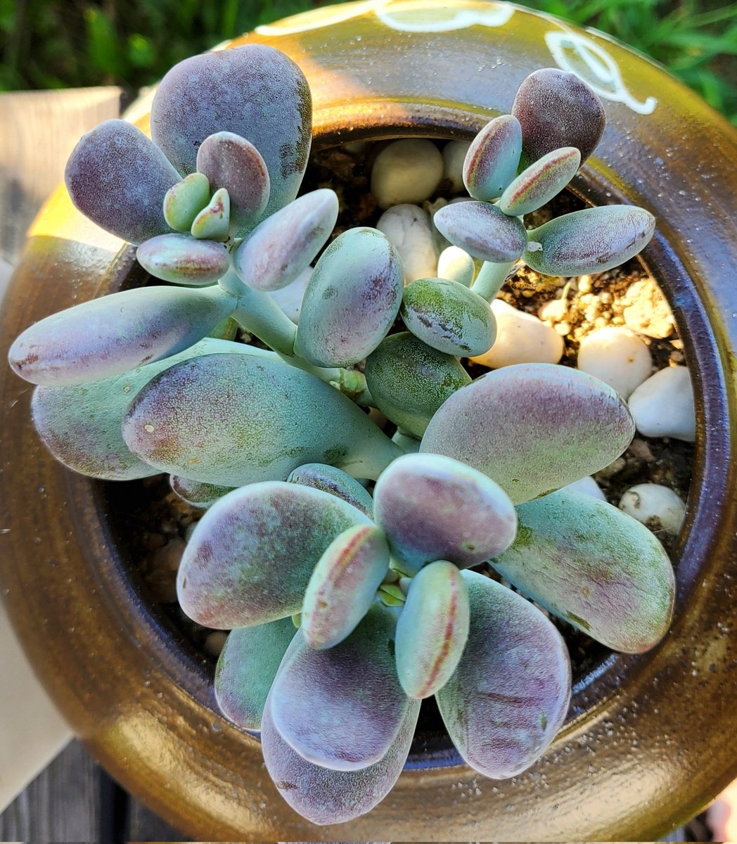 NEW_SING34's tweet image. 다육이 사랑
김치담는 항아리 뚜껑깨져서 심었는데
자리를 완전히 잡았어요.
칭찬해 ~~^^

#다육사랑 #칭찬해