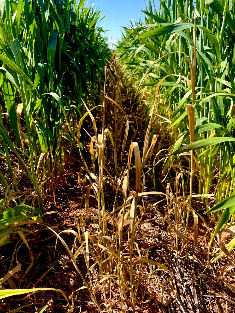 Matt Witney tweet media