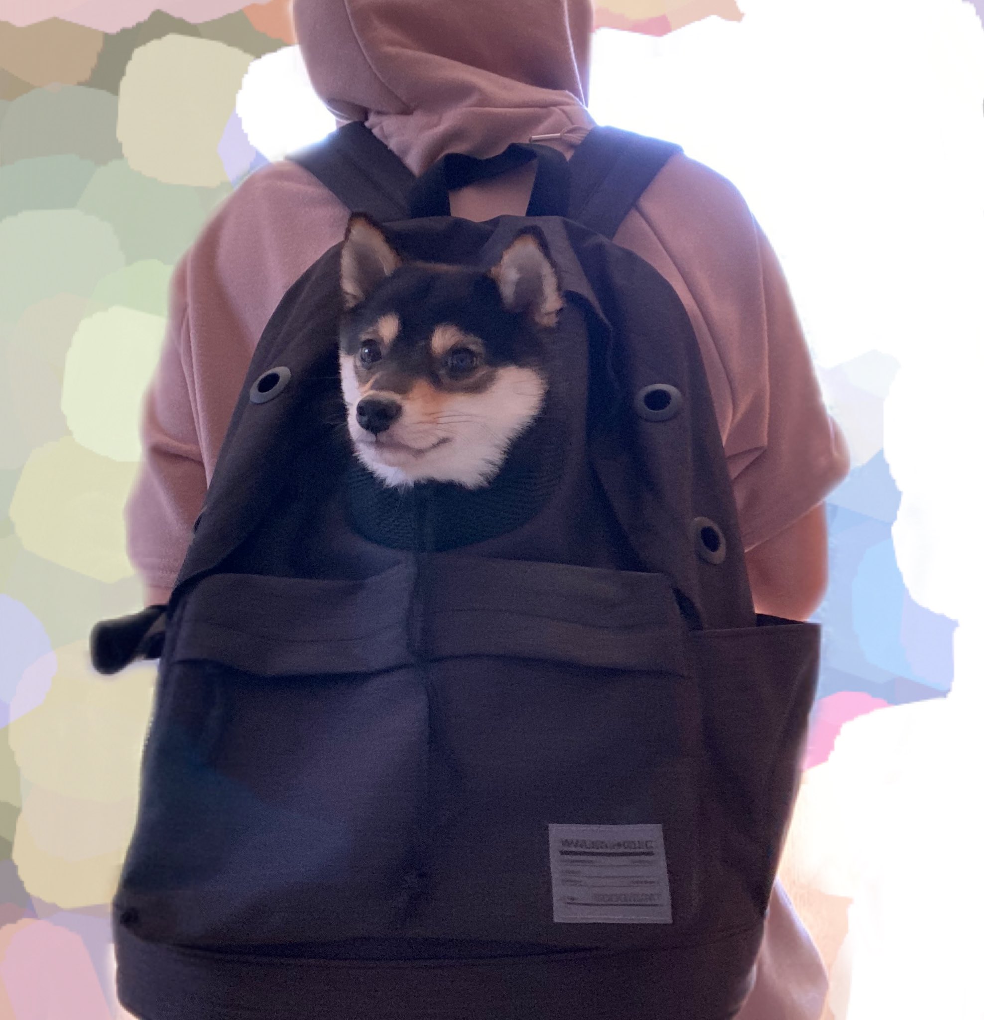 犬用リュック Twitter Search Twitter