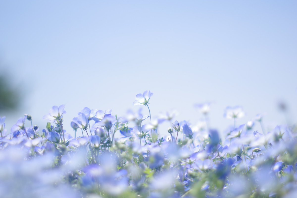 __hitori_bito's tweet photo. 僕の撮る花 https://t.co/Ytc0doxJcC
