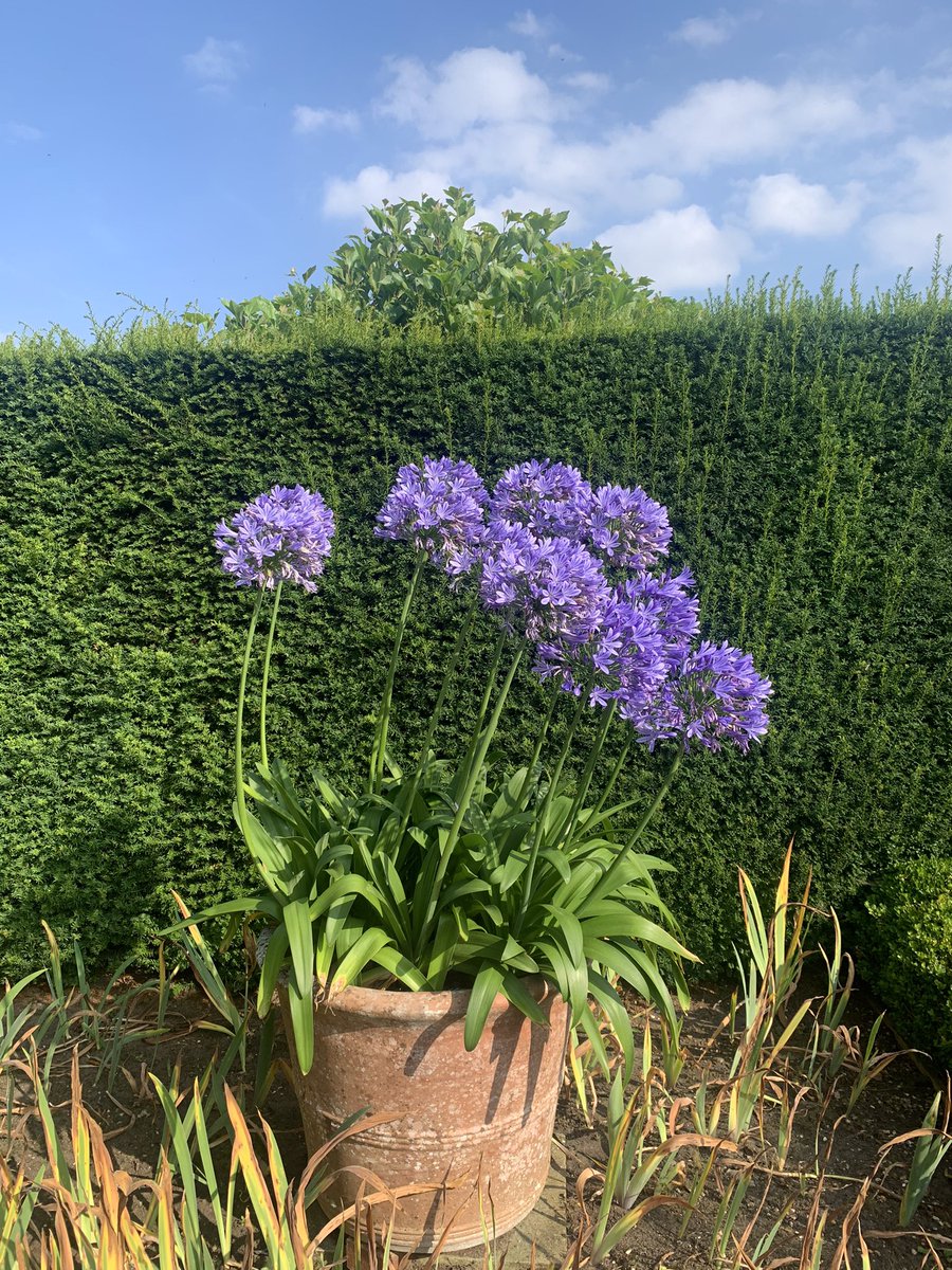 Find us and many more plant nurseries at Helmingham Hall plant fair this Sunday 10-4. helmingham.com/events/autumn-…