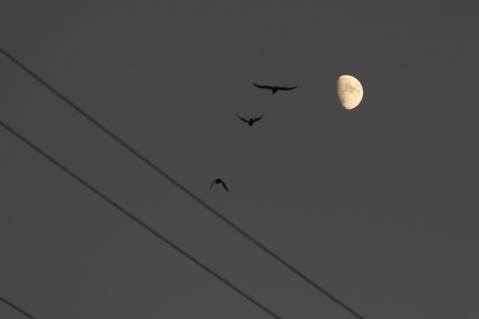 カラス 高画質 のtwitterイラスト検索結果 古い順 カラス 高画質 のtwitterイラスト検索結果 古い順