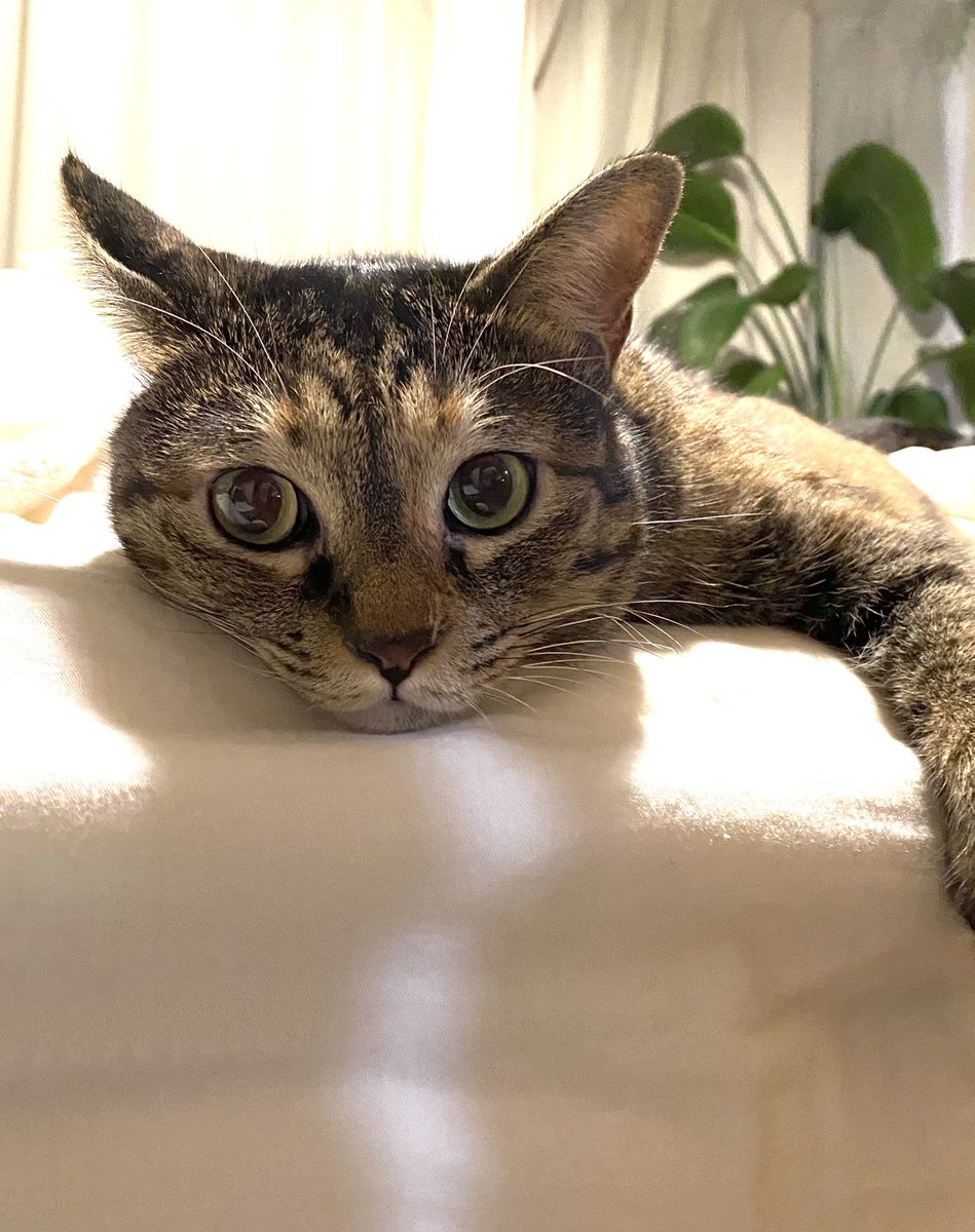 麦わら猫