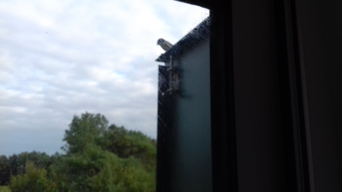 This little blue tit seems to like sitting on the office window shutter and looking in on what we are planning next. Speaking of what is next, we have 3 tables left for Saturday's quiz night so call or email to book in your team before we fill up...... <a href="/GCwSPC/">GCwS Parish Council</a> @visitashtent