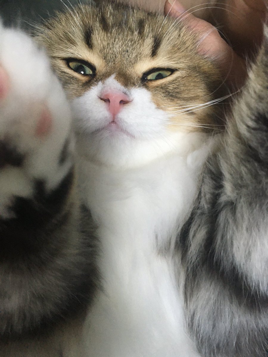 今日は甘えん坊モードだ 猫好き 猫好きさんと繋がりたい 猫のいる幸せ 猫のいる暮らし 猫のいる生活 猫 ねこ部 Catsoftwitter Cat Catlover かわいい 癒し 動物 ツイレポ