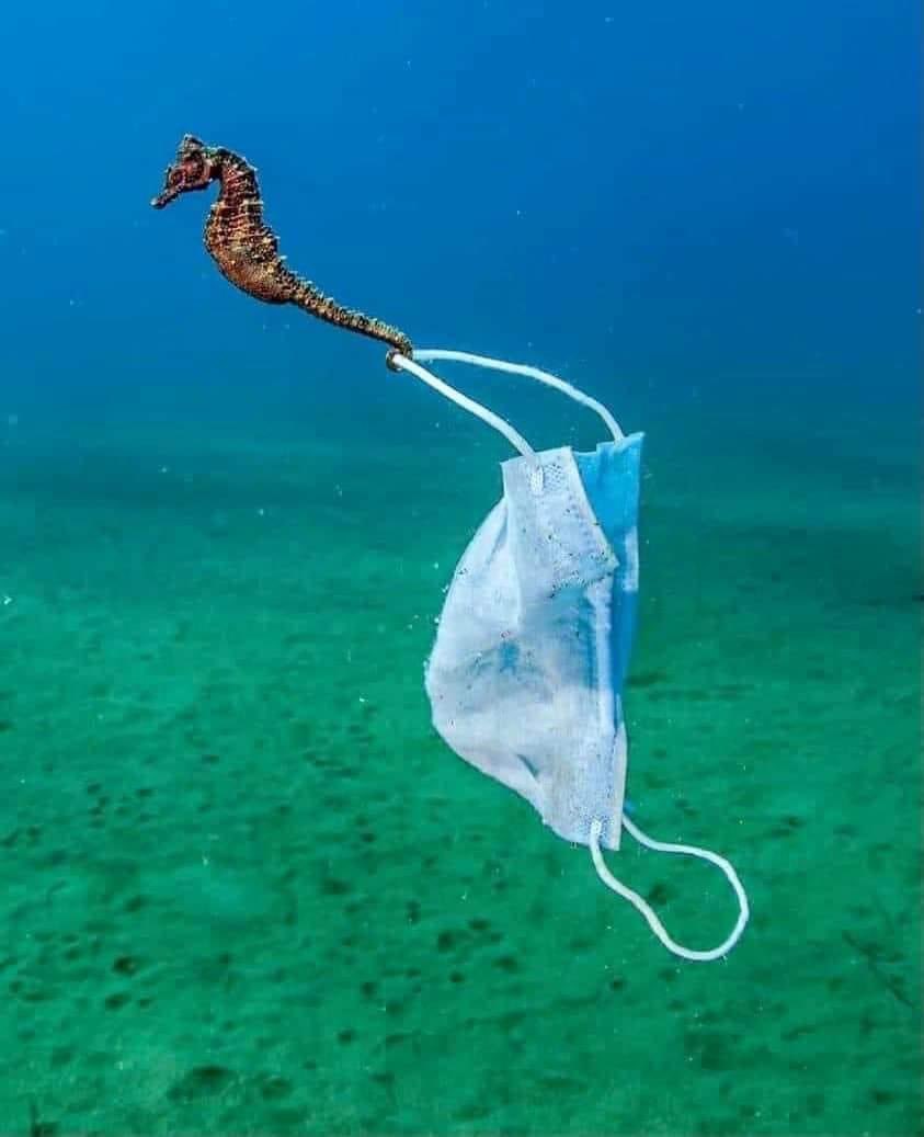 💔This image of a delicate seahorse dragging a mask in the waters off northern Greece, has been nominated for the Ocean Photography Award 2021. Greek photographer Nikos Samaras captured the viral photo. #savetheoceans #oceanphotography #SaveTheWorld #savetheplanet #savetheearth