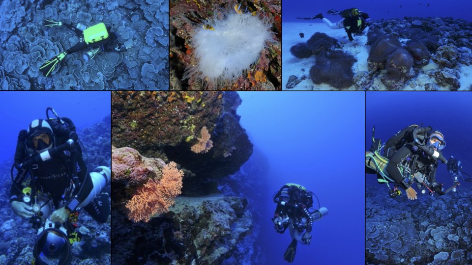 Suzanne Mills (@suzannecmills) on Twitter photo @HaguenauerA conceived the idea & with Frédéric Zuberer & Gilles Siu (all <a href="/CNRS/">CNRS 🌍</a> <a href="/EPHE_PSL/">École Pratique des Hautes Études - PSL</a> ingenieurs) surveyed 616,500m2 #mesophotic reefs over 10 yrs, mainly weekends/holidays! Technicians are the backbone of scientific research lnkd.in/g7YMycxk @r_beldade @daphnecortese @HaguenauerA conceived the idea & with Frédéric Zuberer & Gilles Siu (all <a href="/CNRS/">CNRS 🌍</a> <a href="/EPHE_PSL/">École Pratique des Hautes Études - PSL</a> ingenieurs) surveyed 616,500m2 #mesophotic reefs over 10 yrs, mainly weekends/holidays! Technicians are the backbone of scientific research lnkd.in/g7YMycxk @r_beldade @daphnecortese