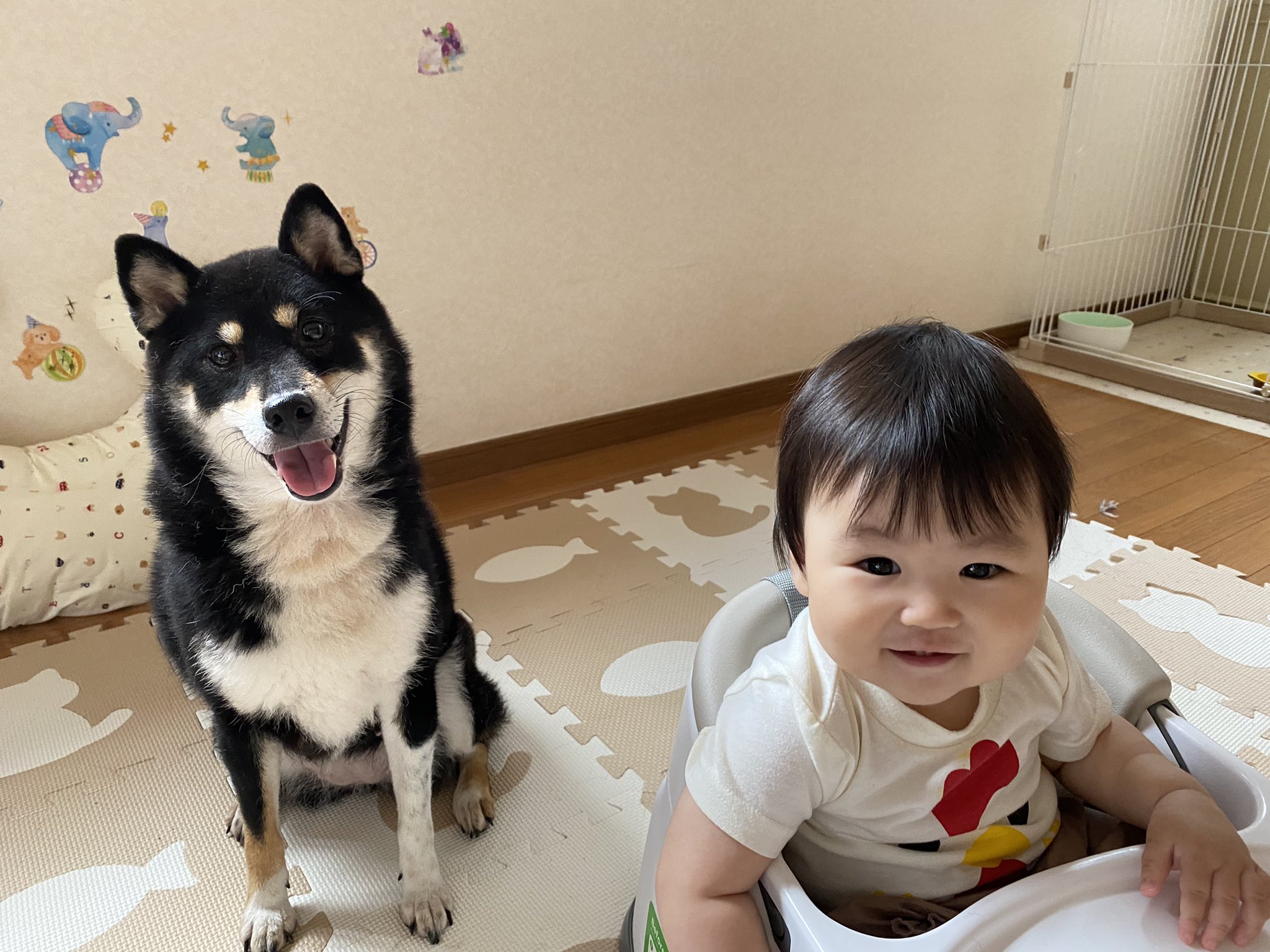黒柴犬きなこ 愛娘 Kinako34kota Twitter