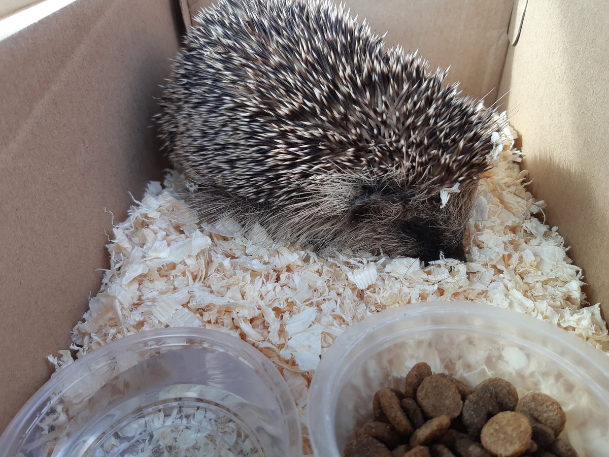 HintonPest's tweet image. What's in the shoebox? A kind resident noticed a small, lethergic hedgehog 🦔 out in daylight, near her home & close to a road. She made the hedgehog safe & we took him off to @wildliferescuer
Fingers crossed for the little hedgehog. #WorcestershireHour #Wildlife #HedgehogHelp