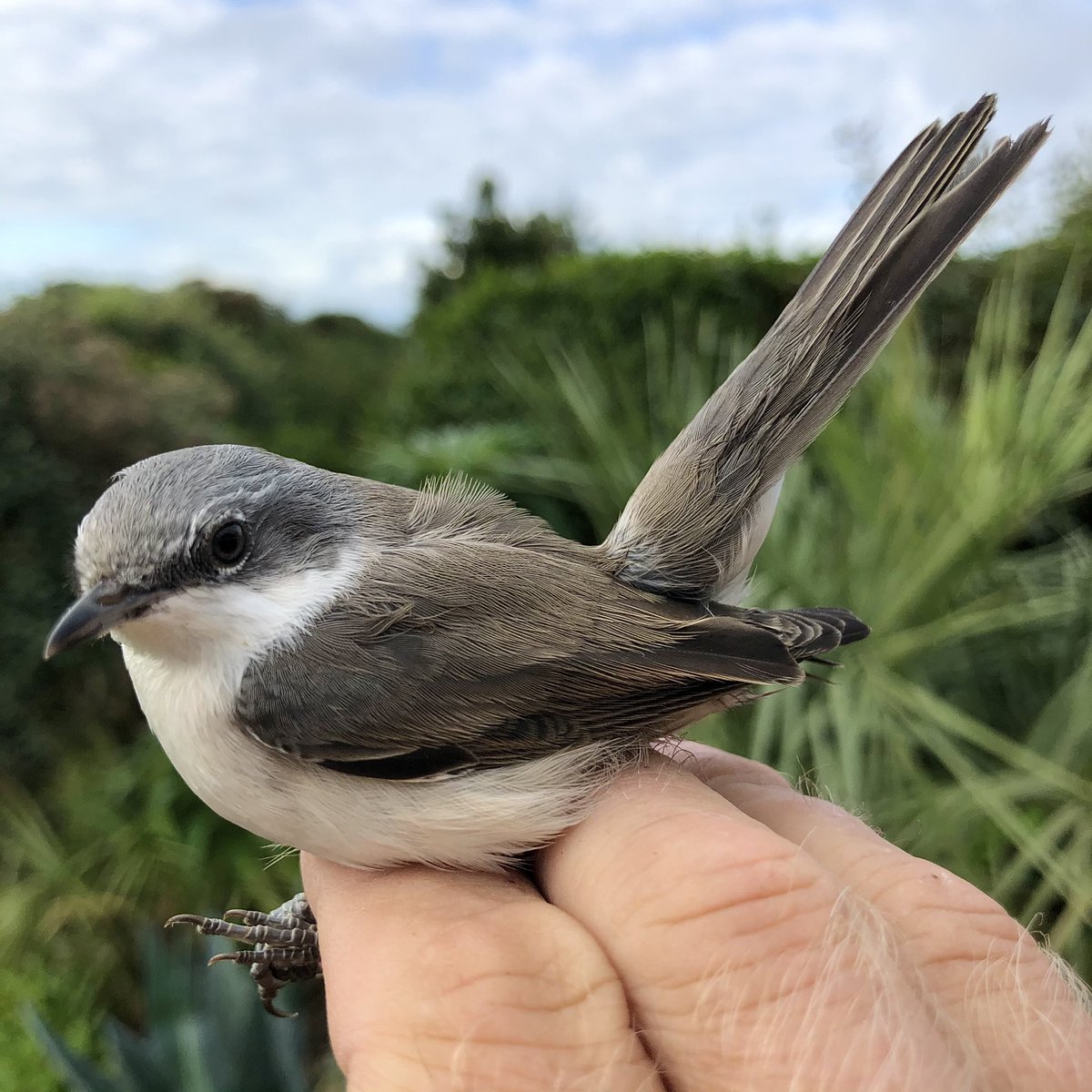 Nice to catch one more of these in the garden before the season’s over. #LesserWhitethroat #BirdRinging