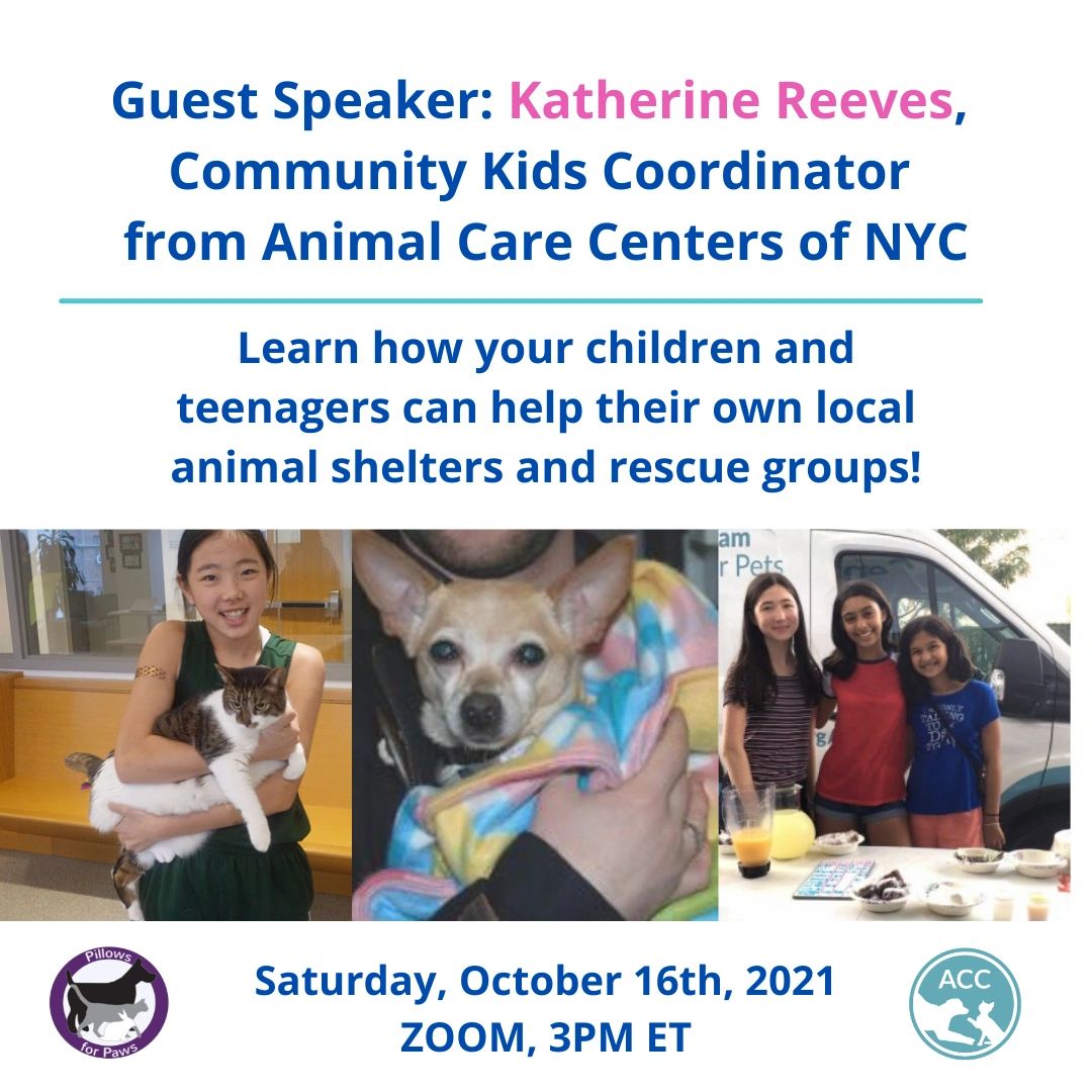 Pillows for Paws tweet media