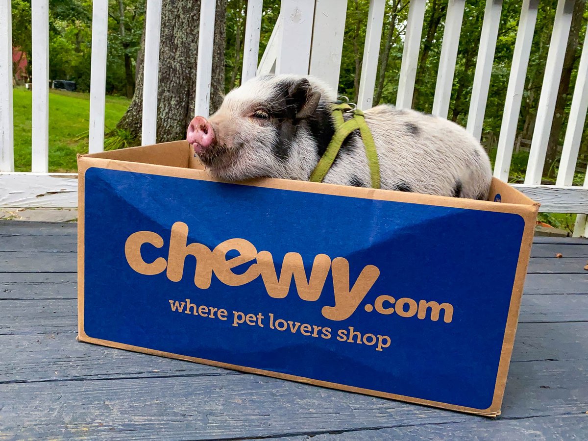Throwback Thursday to this time last year when Mr. Banks could fit in a @Chewy box. 😂 🐷 #tbt #throwbackthursday #pig #minpig #friendsnotfood