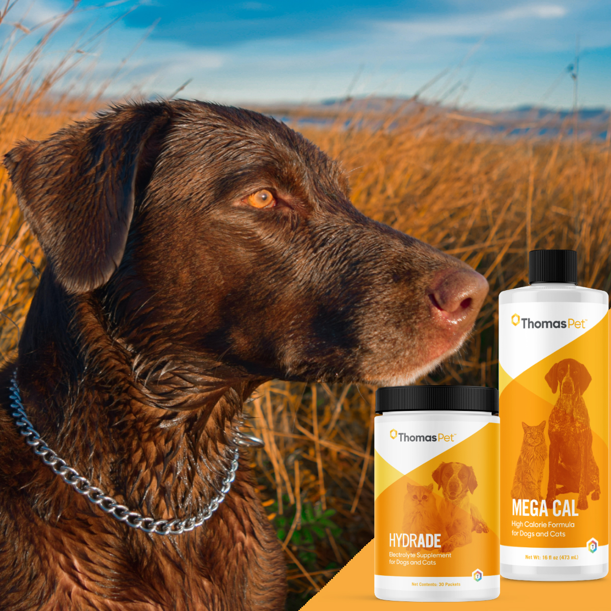 Thomaslabs's tweet image. Dehydration can become serious in animals, and sometimes animals need extra calories and nutrients to maintain energy levels. That’s why Thomas Pet created HydrADE and Mega Cal. Shop both now in our Amazon store --&amp;gt; amzn.to/3nuSDDf