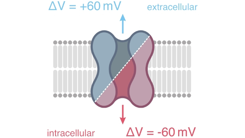 angew_chem's tweet image. The Voltage Dependent Sidedness of the Reprotonation of the Retinal #SchiffBase Determines the Unique Inward Pumping of Xenorhodopsin (Wachtveitl) @JosefWachtveitl #openaccess thanks to #projektDEAL onlinelibrary.wiley.com/doi/10.1002/an…
