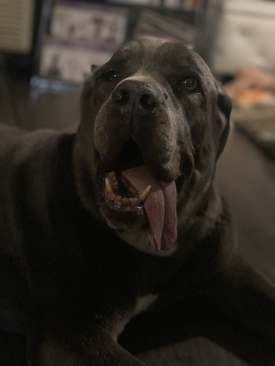 Malgorzattaa's tweet photo. Pluto needs take 2 pills but he master hiding the pills 💊 in his checks #medicine #Pluto #dogsproblem #dogs https://t.co/O9y5NrRnfO