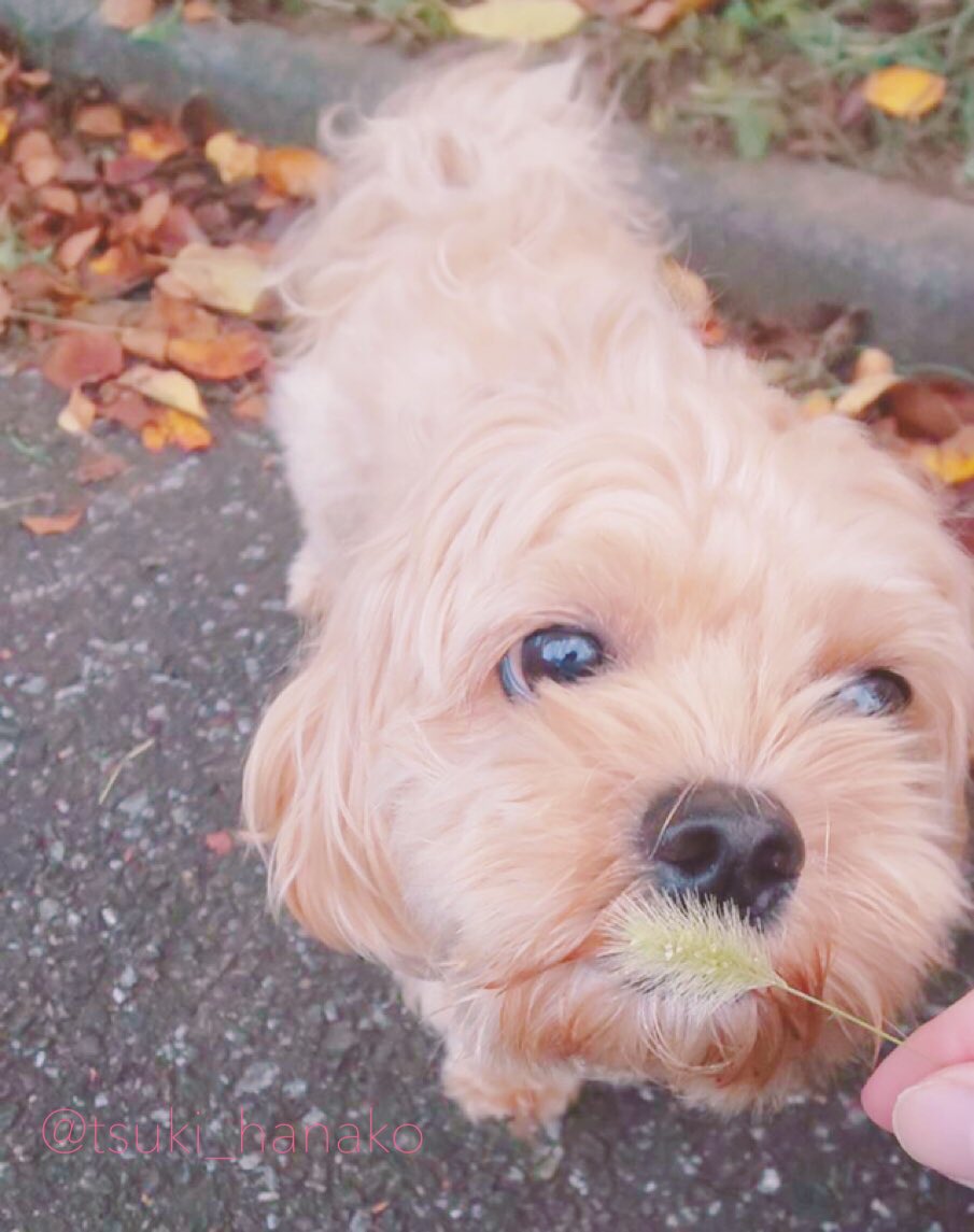 今日のモフ。ちっちゃい猫じゃらしを見せたらくんくんしてました🐽
#はなこと旦那とモフ https://t.co/Ofvm9NJHXg