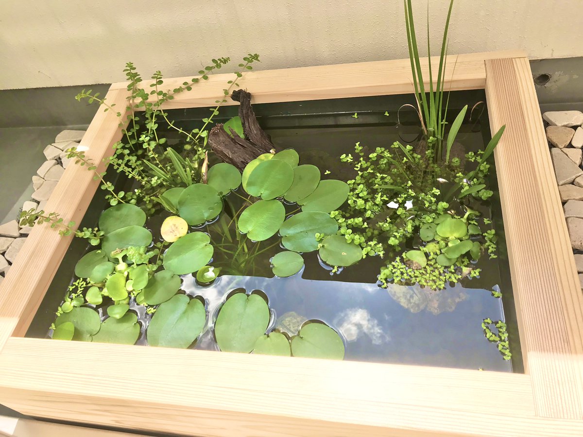 八重山みなみん ありがとうございます 調べてみましたがサカマキガイです やはりあまり増えるようなら駆除するしかないのでしょうか