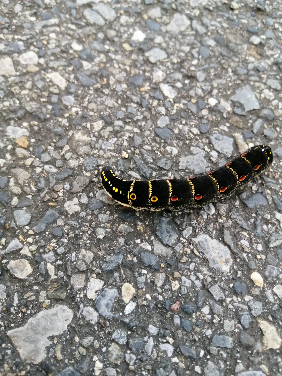 スベガニ がにこ セスジスズメの幼虫かわいい O O 赤から黄色になる模様のグラデーションが美しい