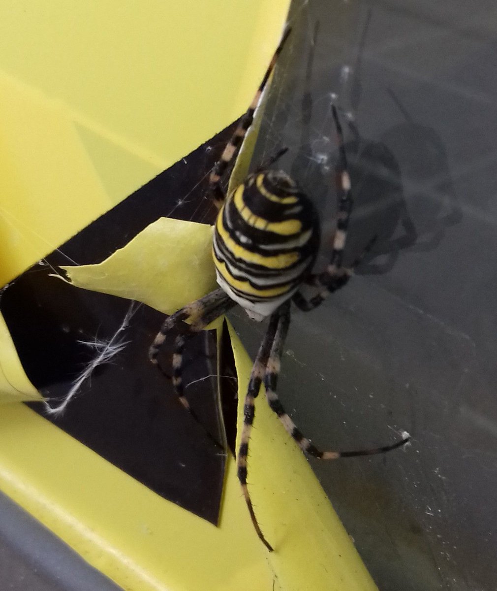 This little beauty (if you like a girl with 8 legs) was spotted yesterday hiding herself on some hazard tape here at the Centre - clever girl! "The wasp spider is a great mimic - looking just like a common wasp keeps it safe from predators, even though it is not dangerous itself"
